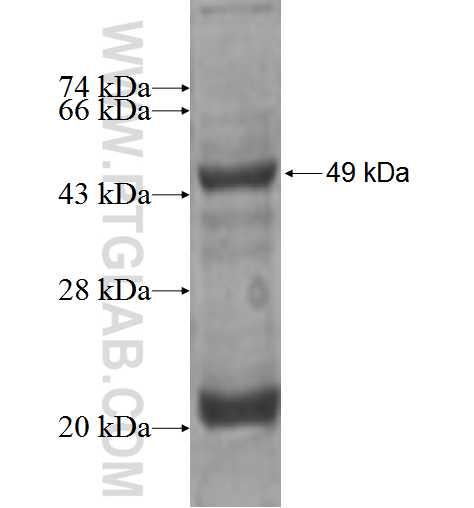 TMED2 fusion protein Ag2607 SDS-PAGE