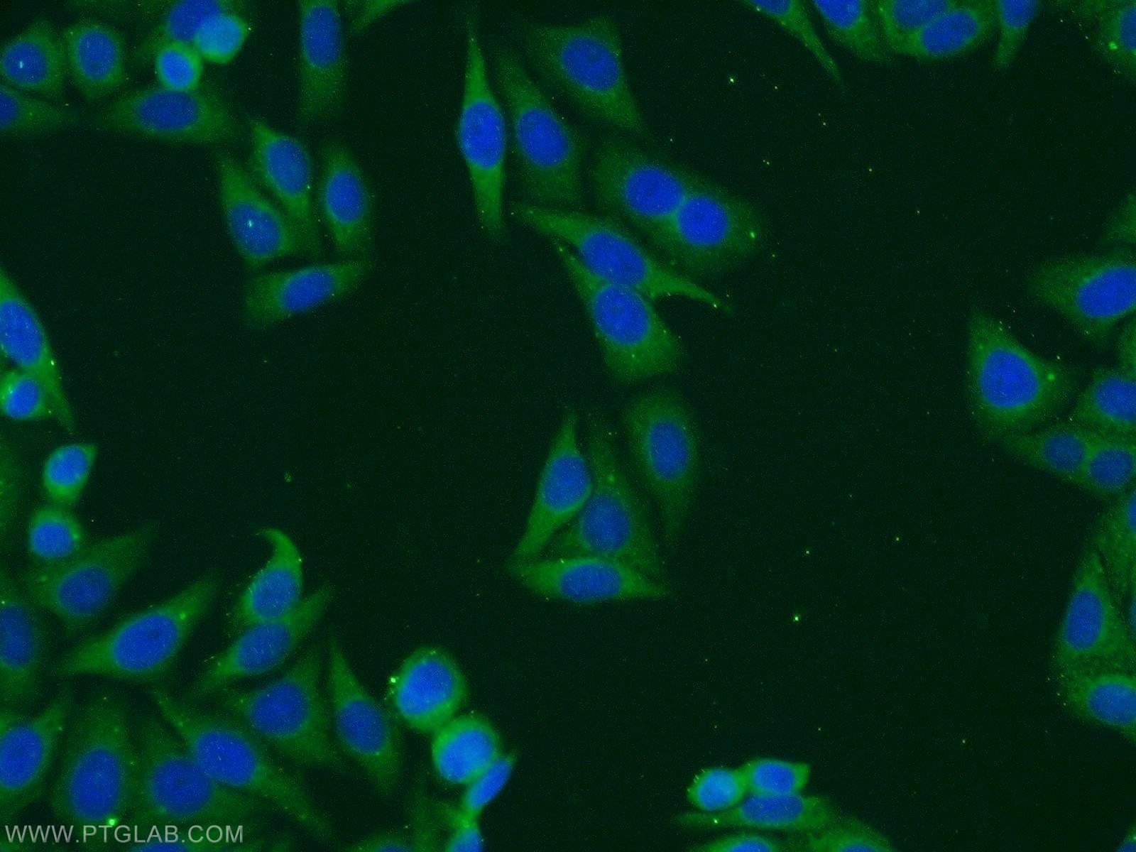 Immunofluorescence (IF) / fluorescent staining of HepG2 cells using TMED4 Polyclonal antibody (14141-1-AP)