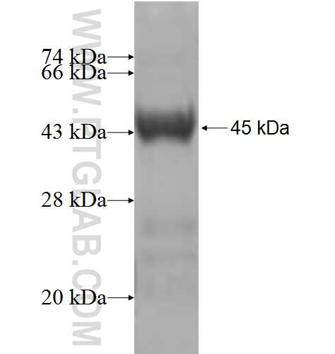 TMED4 fusion protein Ag5234 SDS-PAGE