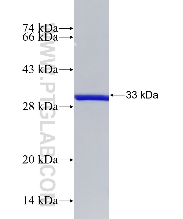 TMED5 fusion protein Ag33253 SDS-PAGE