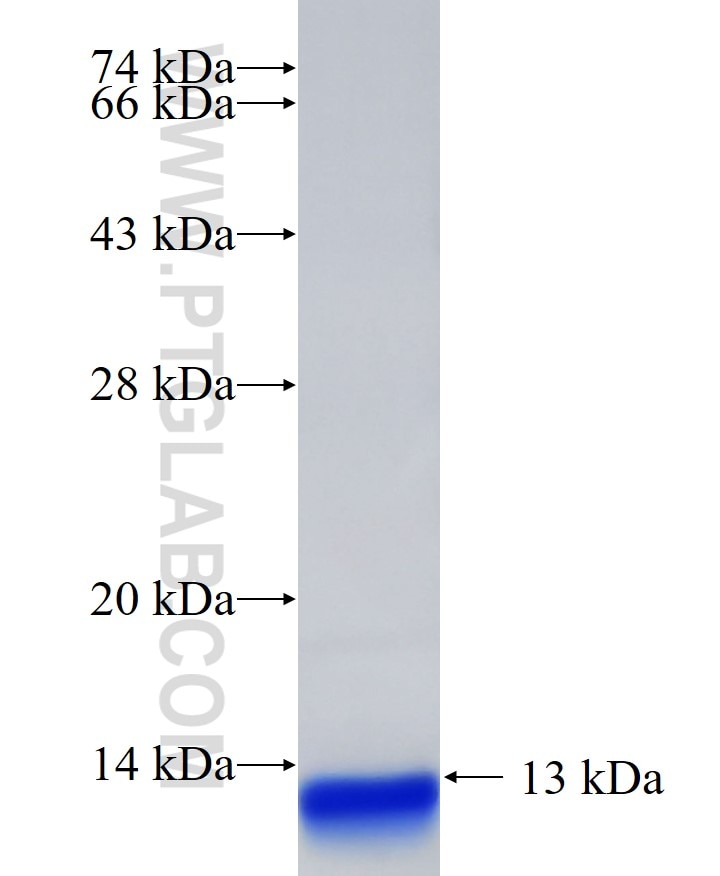TMED5 fusion protein Ag33265 SDS-PAGE