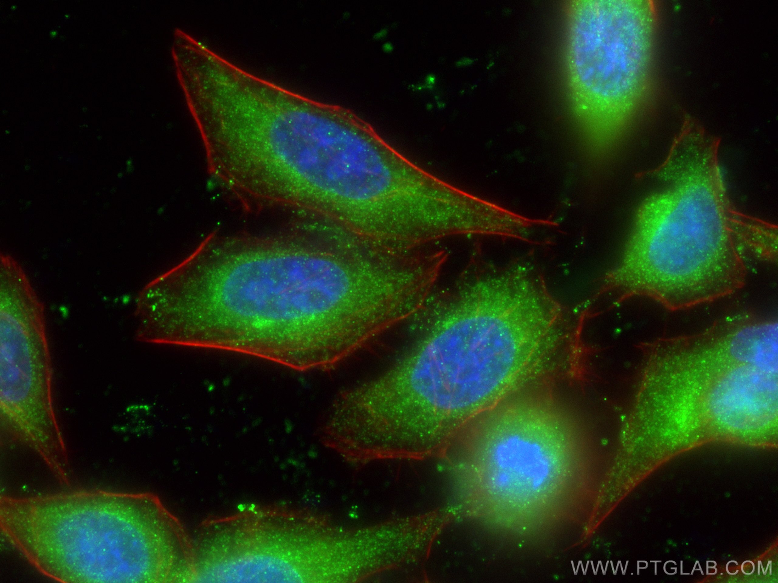 Immunofluorescence (IF) / fluorescent staining of HepG2 cells using TMED9 Polyclonal antibody (21620-1-AP)