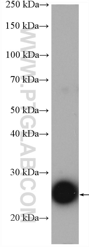 Western Blot (WB) analysis of pig liver tissue using TMED9 Polyclonal antibody (21620-1-AP)