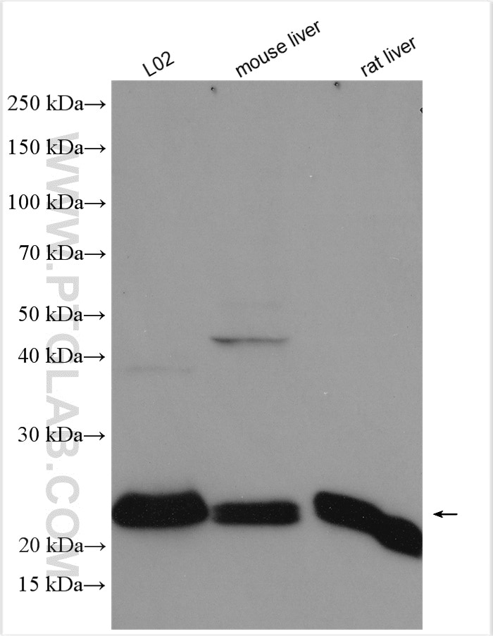 Western Blot (WB) analysis of various lysates using TMED9 Polyclonal antibody (21620-1-AP)