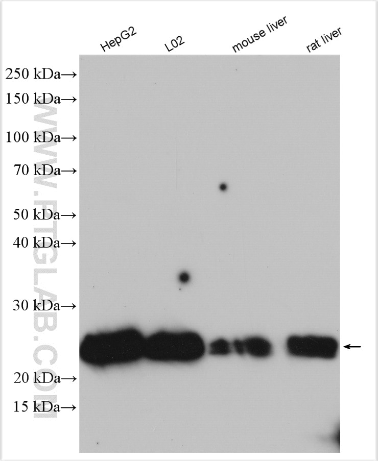 Western Blot (WB) analysis of various lysates using TMED9 Polyclonal antibody (21620-1-AP)