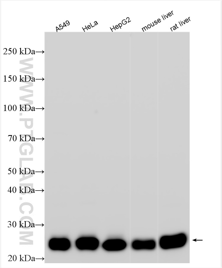 WB analysis using 21620-1-AP Western Blot (WB) analysis of various lysates using TMED9 Polyclonal antibody (21620-1-AP)