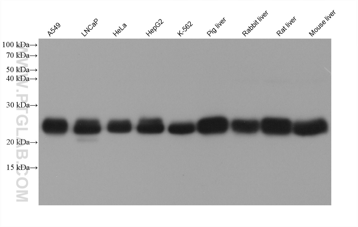 WB analysis using 60631-7-Ig Western Blot (WB) analysis of various lysates using TMED9 Monoclonal antibody (60631-7-Ig)