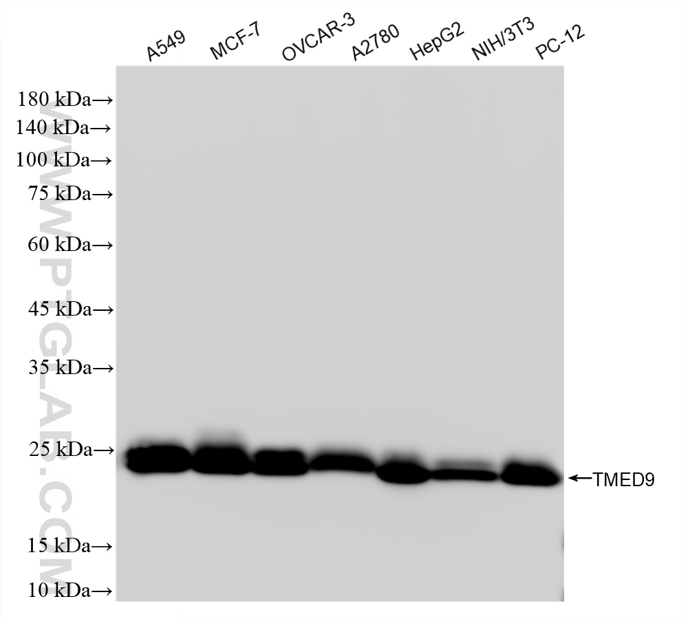 WB analysis using 86802-1-RR Western Blot (WB) analysis of various lysates using TMED9 Recombinant monoclonal antibody (86802-1-RR)