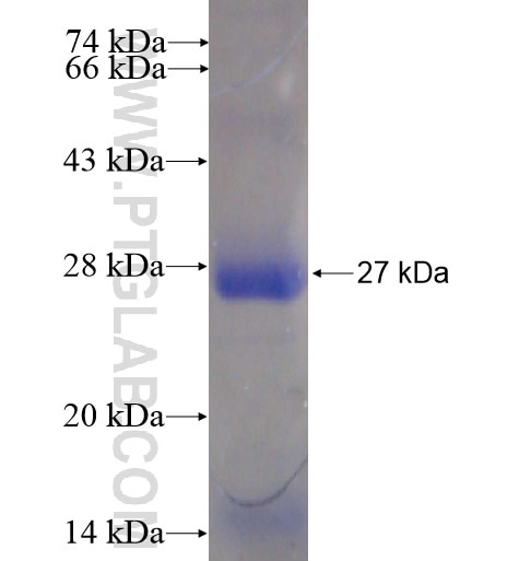 TMED9 fusion protein Ag13813 SDS-PAGE