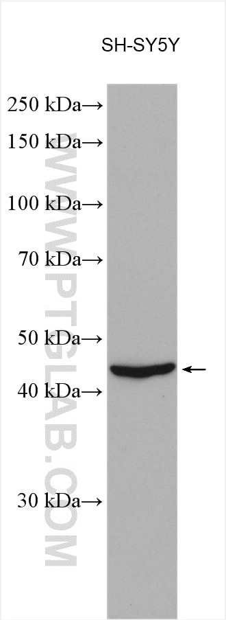 Western Blot (WB) analysis of various lysates using TMEFF2 Polyclonal antibody (11928-1-AP)