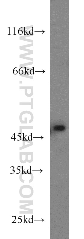 Western Blot (WB) analysis of PC-3 cells using TMEFF2 Polyclonal antibody (11928-1-AP)