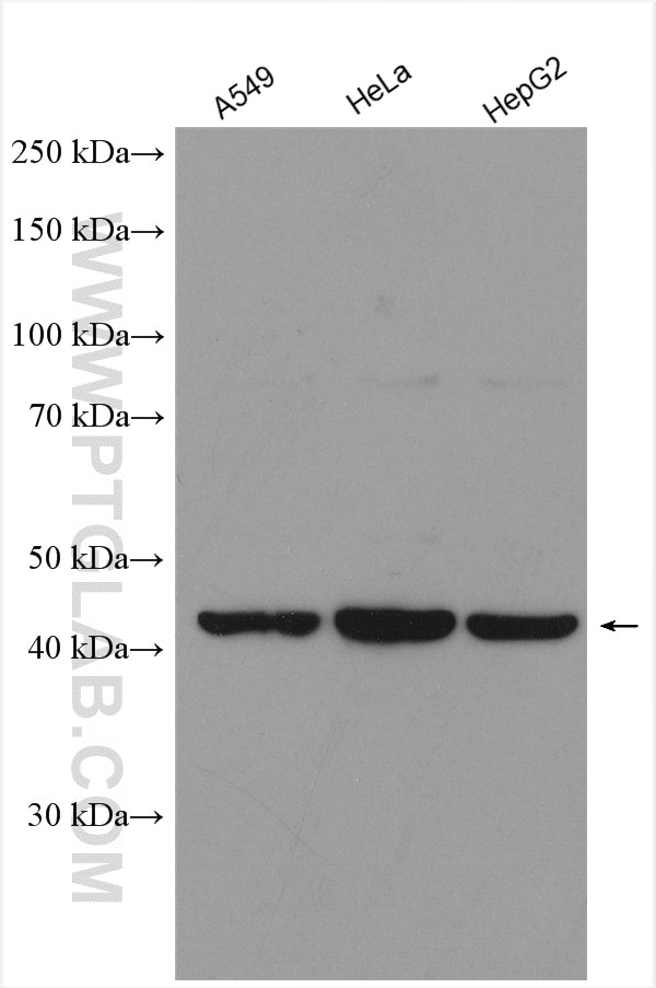 Western Blot (WB) analysis of various lysates using TMEM106B Polyclonal antibody (20995-1-AP)