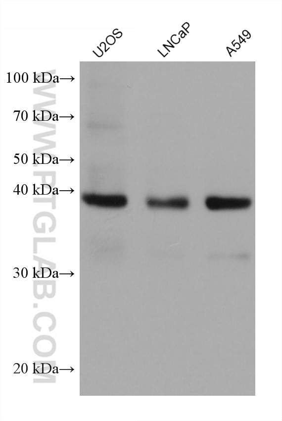 Western Blot (WB) analysis of various lysates using TMEM106B Monoclonal antibody (60333-1-Ig)