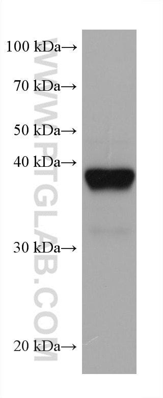 Western Blot (WB) analysis of HeLa cells using TMEM106B Monoclonal antibody (60333-1-Ig)