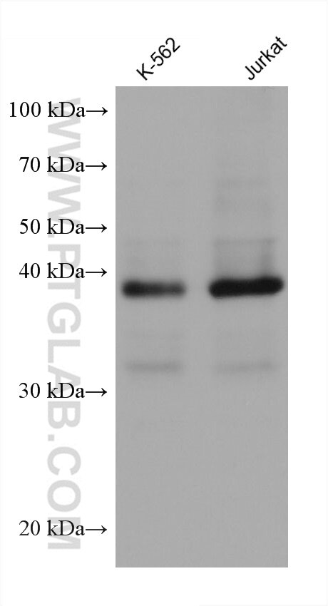Western Blot (WB) analysis of various lysates using TMEM106B Monoclonal antibody (60333-1-Ig)