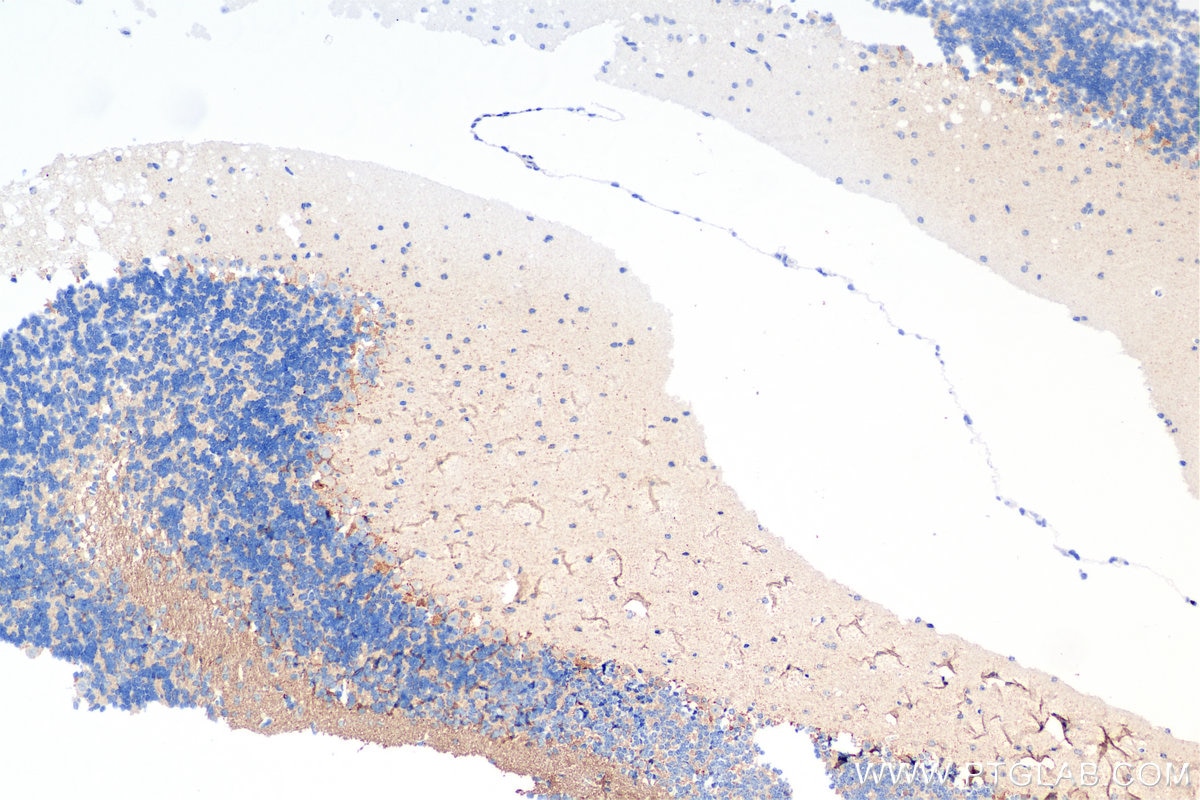Immunohistochemistry (IHC) staining of mouse cerebellum tissue using TMEM106B Recombinant antibody (84196-3-RR)