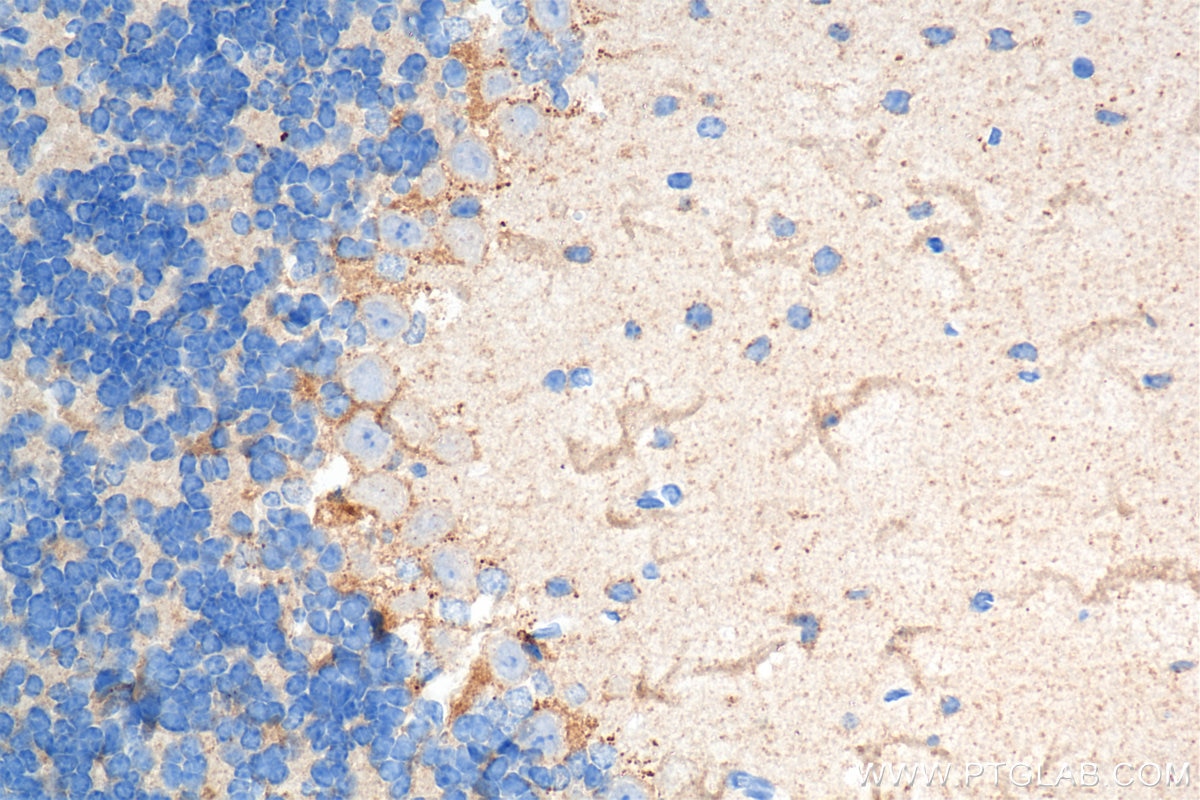 Immunohistochemistry (IHC) staining of mouse cerebellum tissue using TMEM106B Recombinant antibody (84196-3-RR)