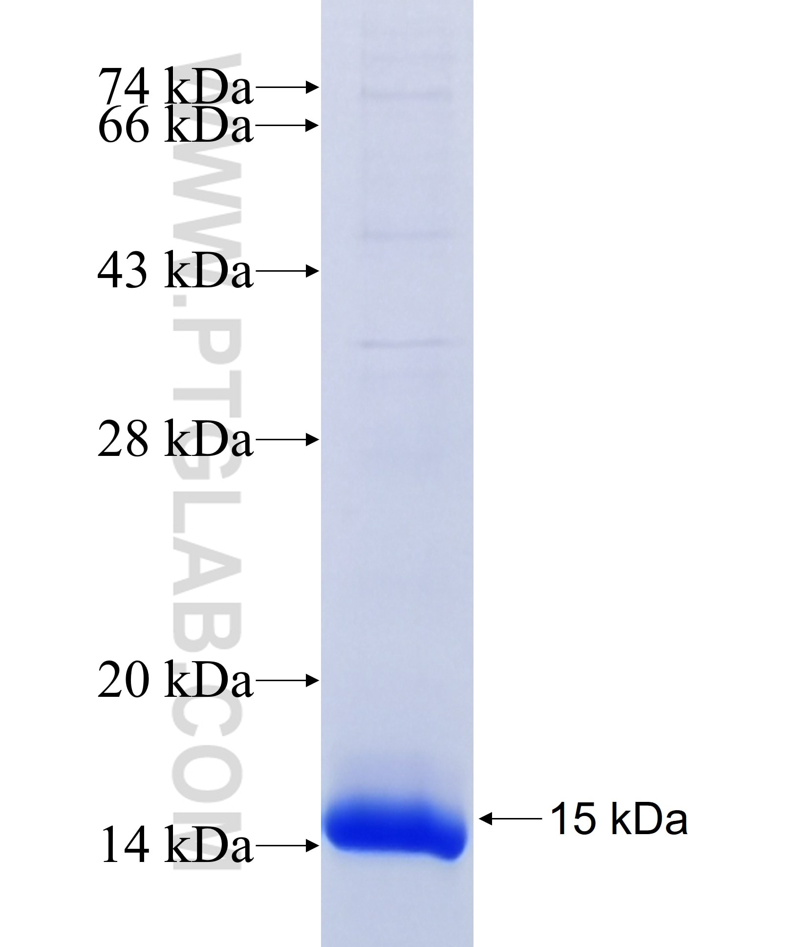 TMEM107 fusion protein Ag34254 SDS-PAGE
