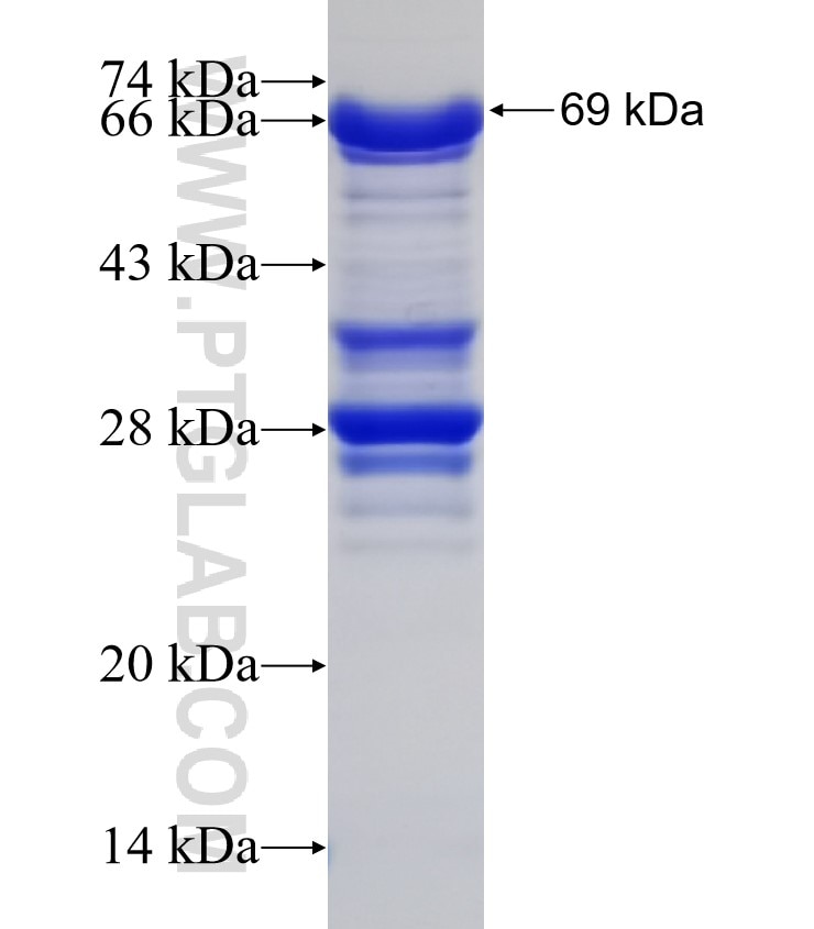TMEM108 fusion protein Ag7076 SDS-PAGE