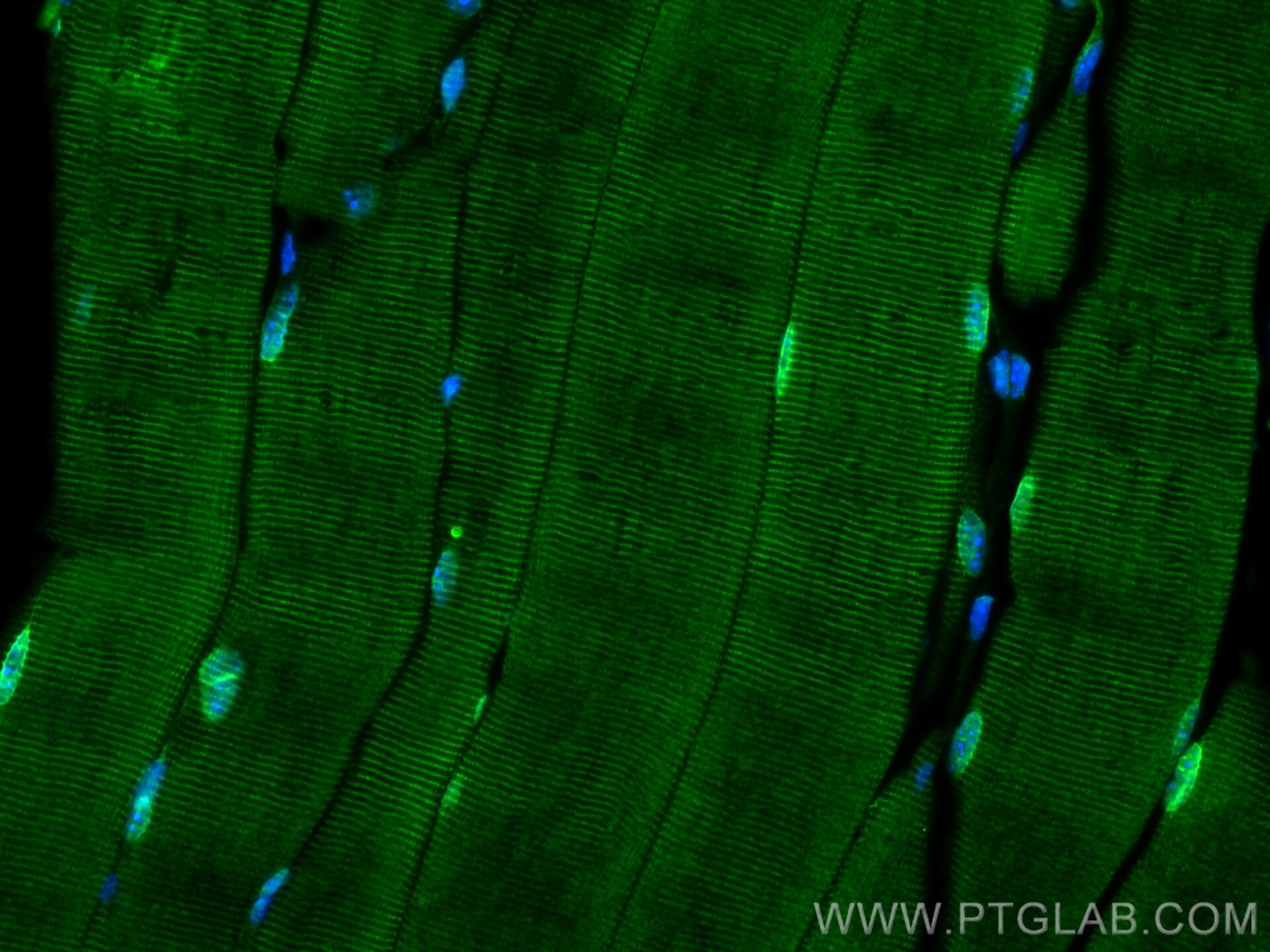 Immunofluorescence (IF) / fluorescent staining of mouse skeletal muscle tissue using TMEM109 Polyclonal antibody (31438-1-AP)