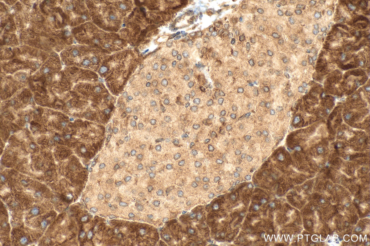 Immunohistochemistry (IHC) staining of mouse pancreas tissue using TMEM109 Polyclonal antibody (31438-1-AP)