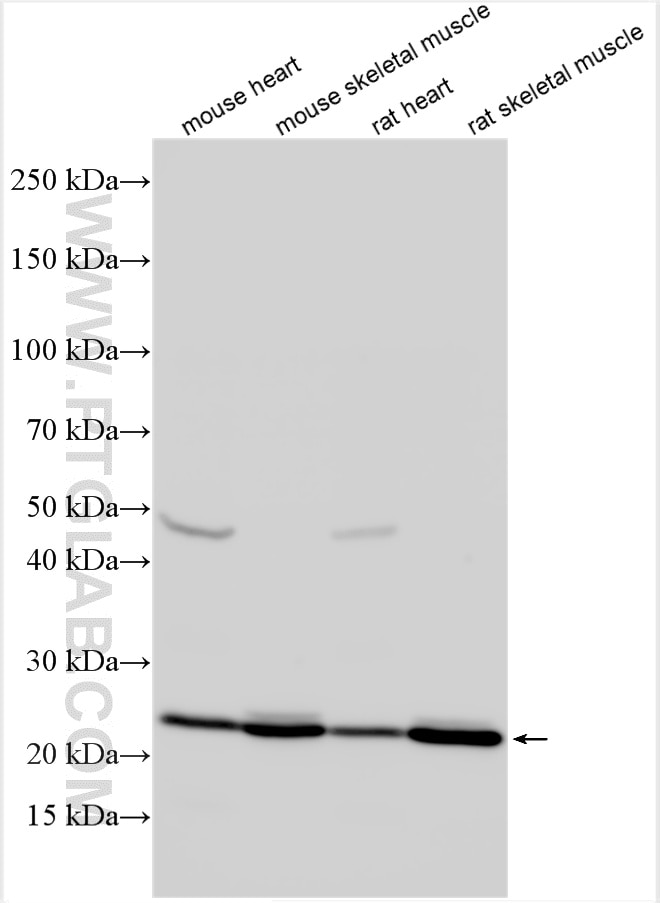 Western Blot (WB) analysis of various lysates using TMEM109 Polyclonal antibody (31438-1-AP)