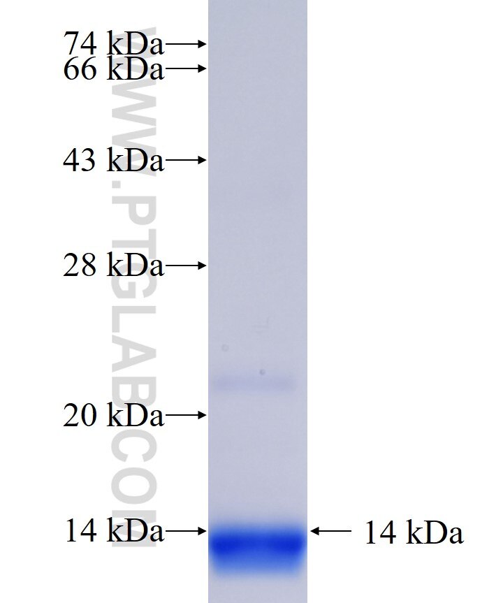 TMEM109 fusion protein Ag35947 SDS-PAGE TMEM109 fusion protein Ag35947 SDS-PAGE
