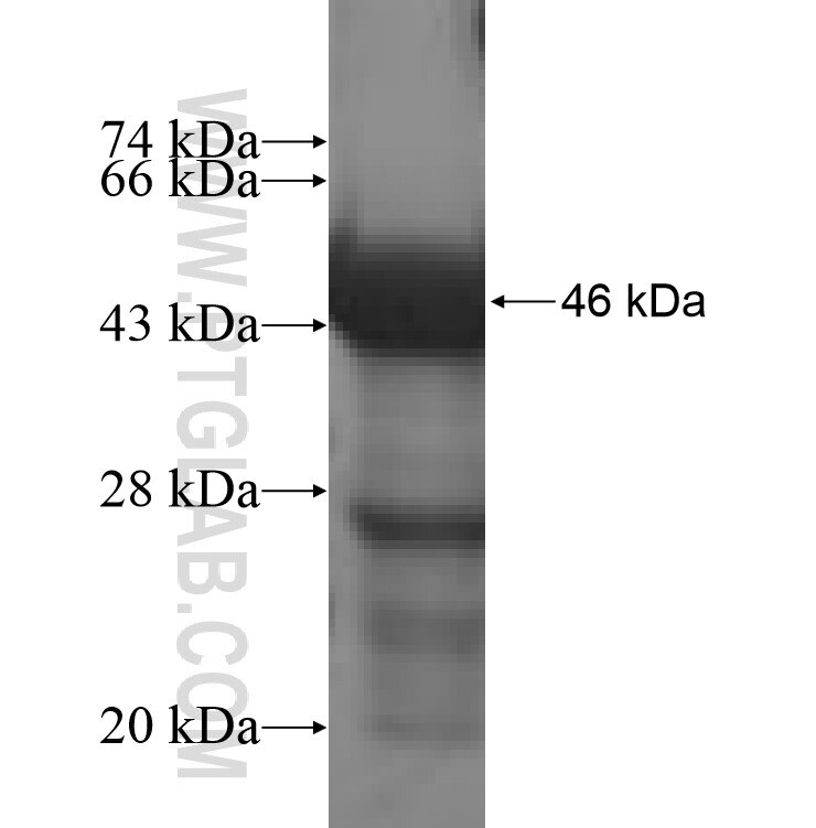 TMEM11 fusion protein Ag9839 SDS-PAGE