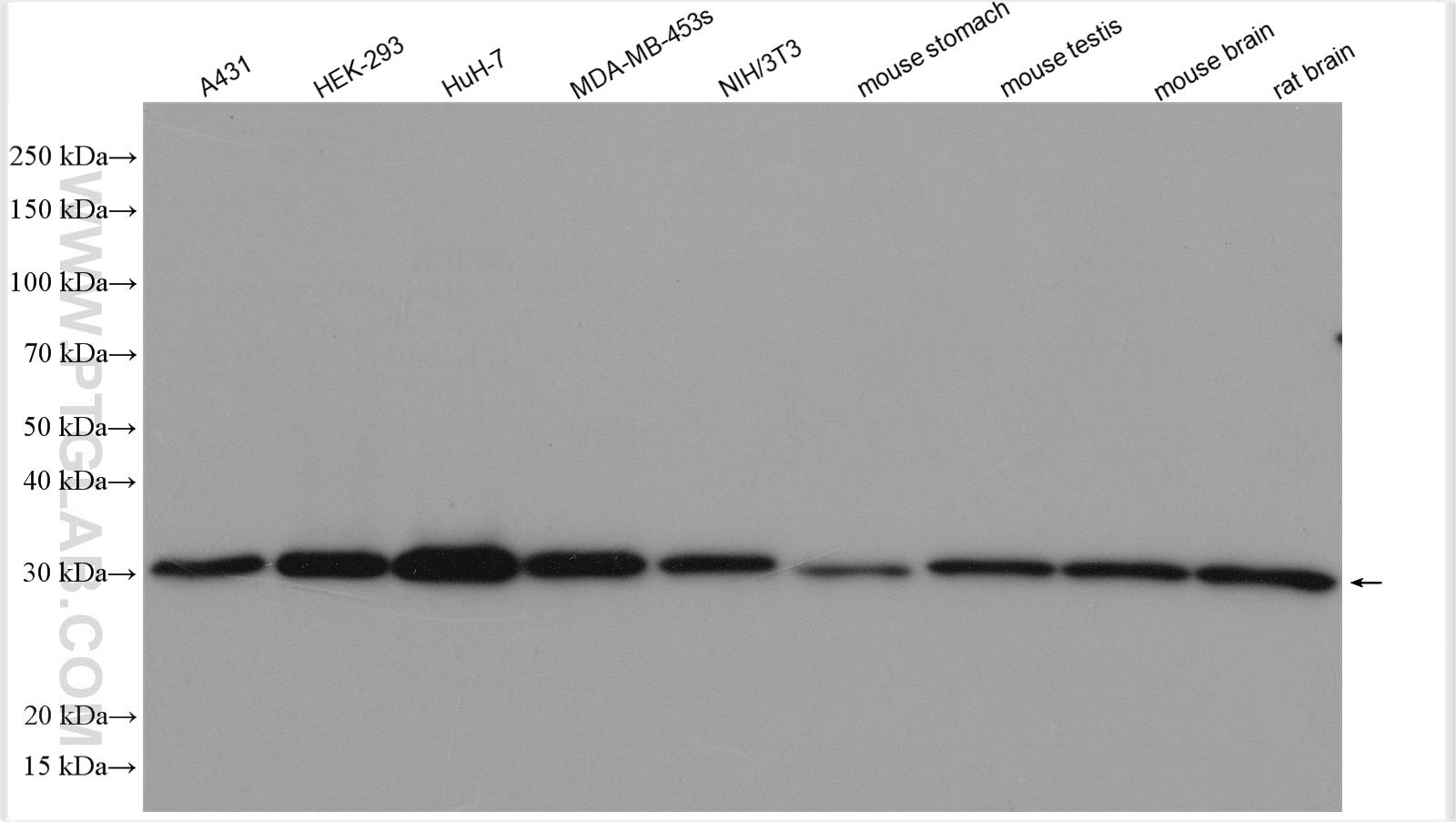 Western Blot (WB) analysis of various lysates using TMEM111 Polyclonal antibody (24645-1-AP)