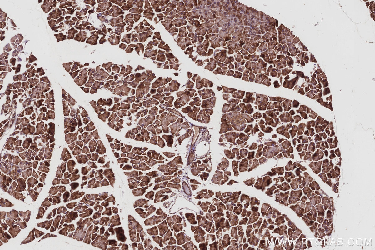 IHC staining of mouse pancreas using 67205-1-Ig Immunohistochemistry (IHC) staining of mouse pancreas tissue using TMEM111 Monoclonal antibody (67205-1-Ig)