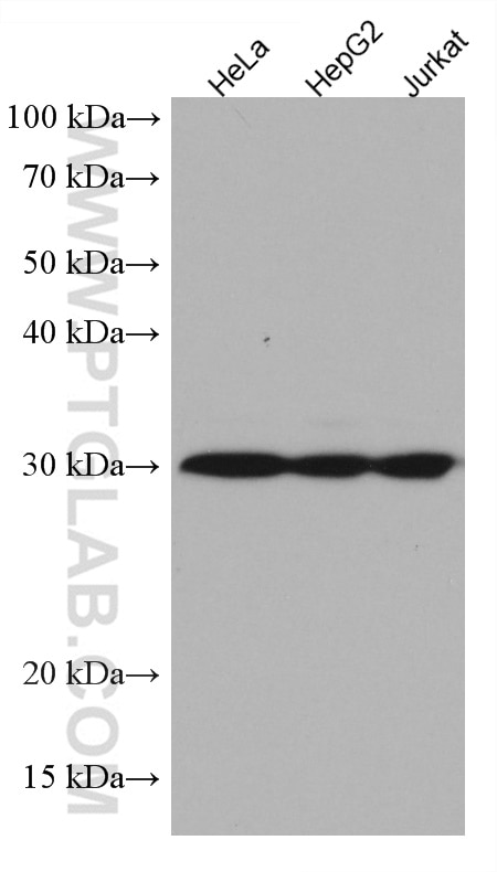 Western Blot (WB) analysis of various lysates using TMEM111 Monoclonal antibody (67205-1-Ig)