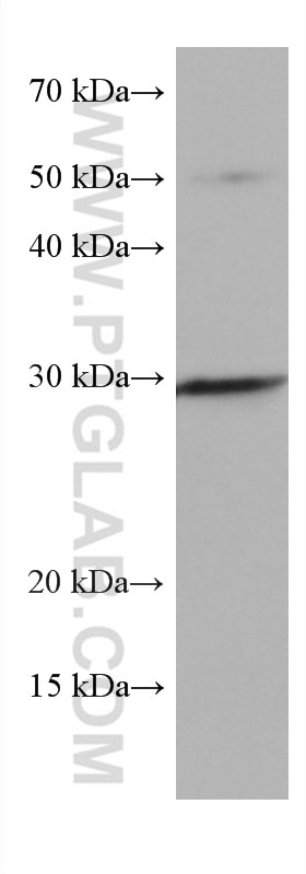 Western Blot (WB) analysis of pig heart tissue using TMEM111 Monoclonal antibody (67205-1-Ig)