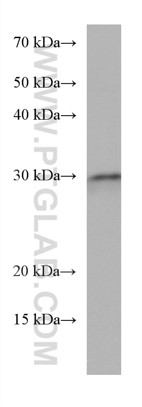 Western Blot (WB) analysis of rat heart tissue using TMEM111 Monoclonal antibody (67205-1-Ig)