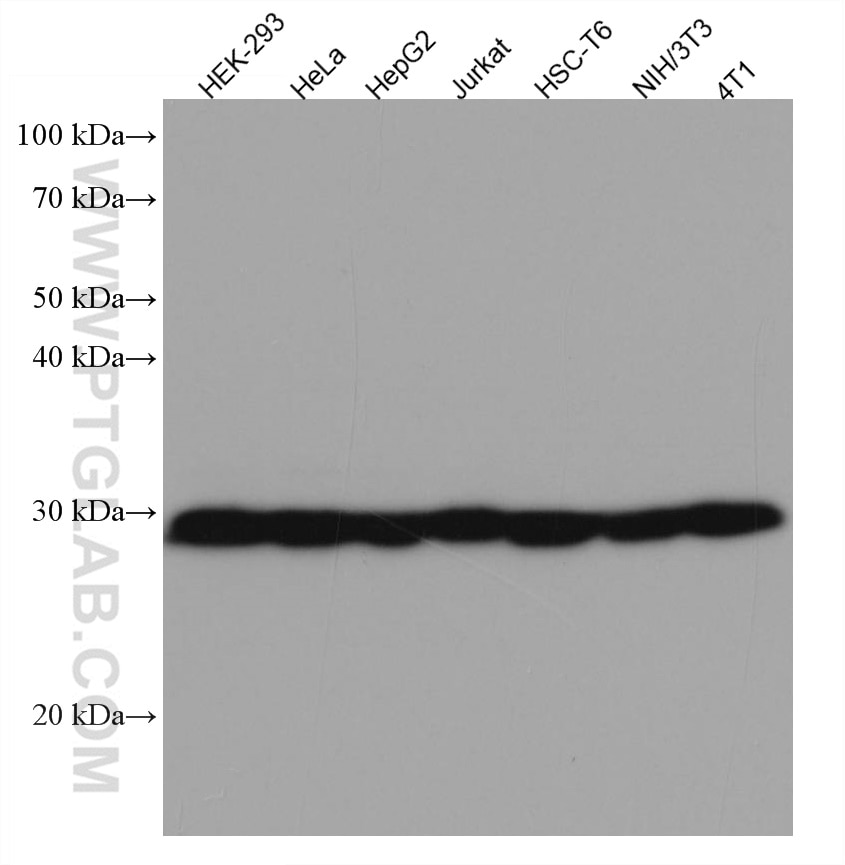 Western Blot (WB) analysis of various lysates using TMEM111 Monoclonal antibody (67205-1-Ig)