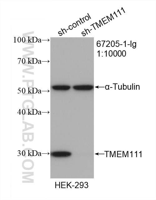 Western Blot (WB) analysis of HEK-293 cells using TMEM111 Monoclonal antibody (67205-1-Ig)
