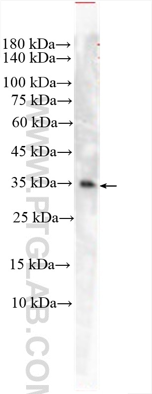 Western Blot (WB) analysis of U2OS cells using TMEM115 Polyclonal antibody (25536-1-AP)
