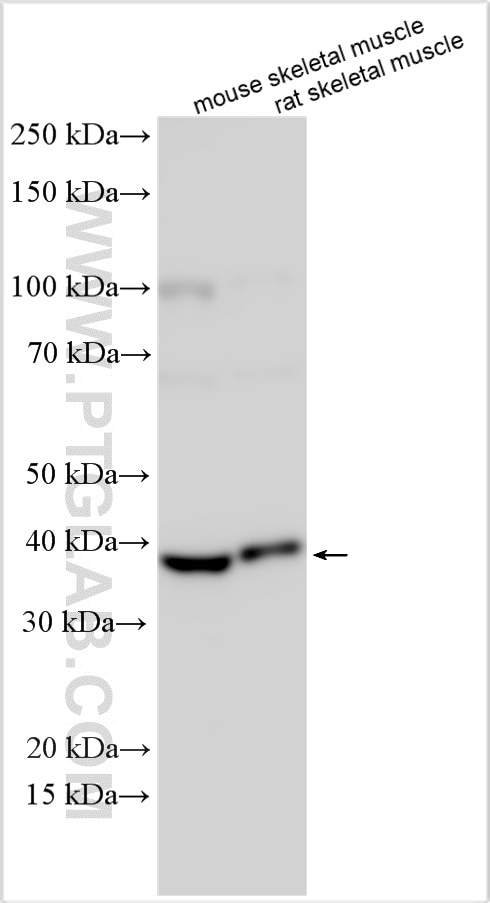 Western Blot (WB) analysis of various lysates using TMEM115 Polyclonal antibody (25536-1-AP)