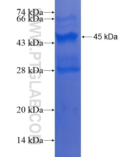 TMEM115 fusion protein Ag22258 SDS-PAGE