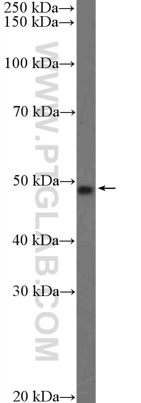 Western Blot (WB) analysis of HepG2 cells using TMEM117 Polyclonal antibody (21314-1-AP)