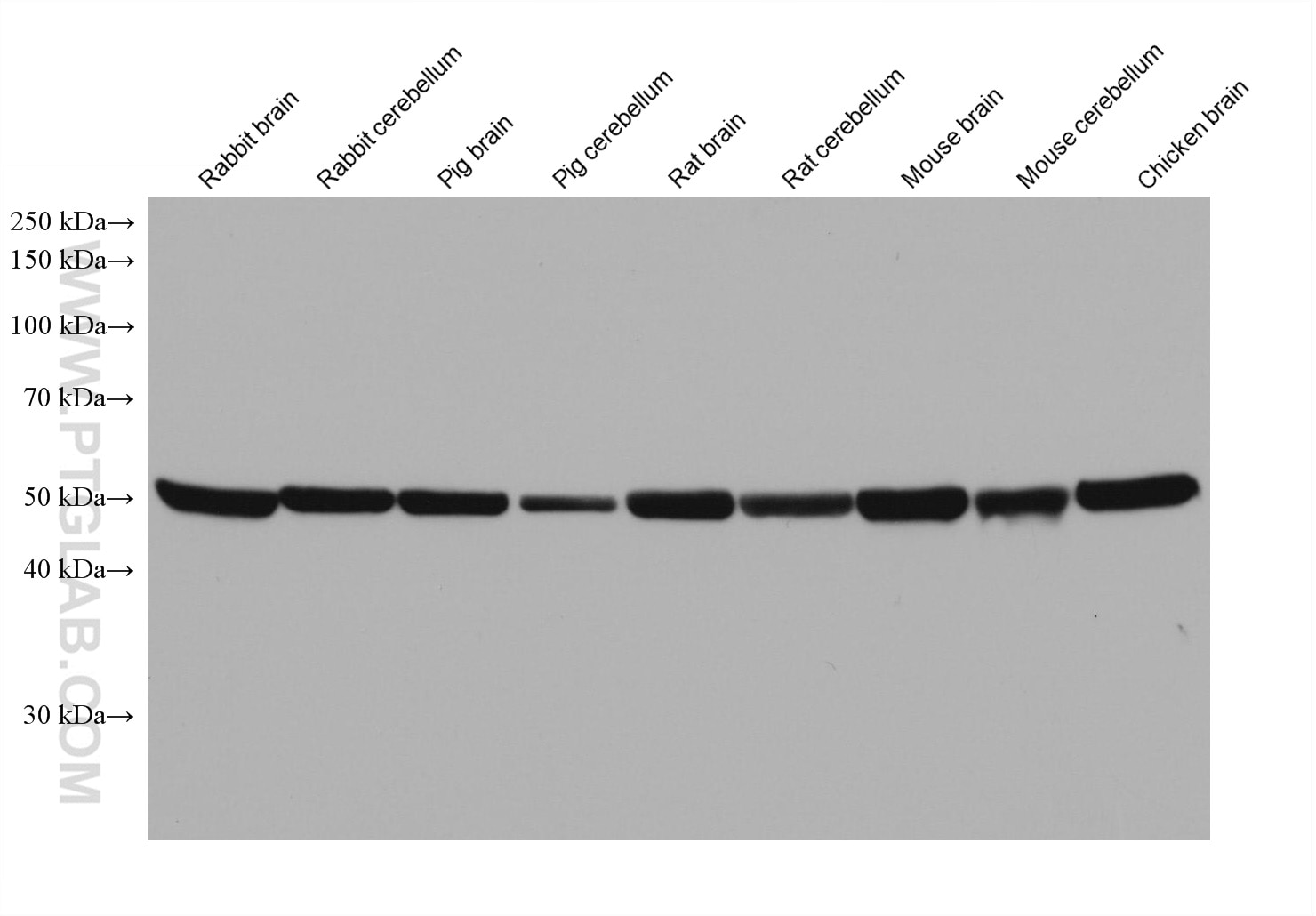Western Blot (WB) analysis of various lysates using TMEM119 Monoclonal antibody (66948-1-Ig)