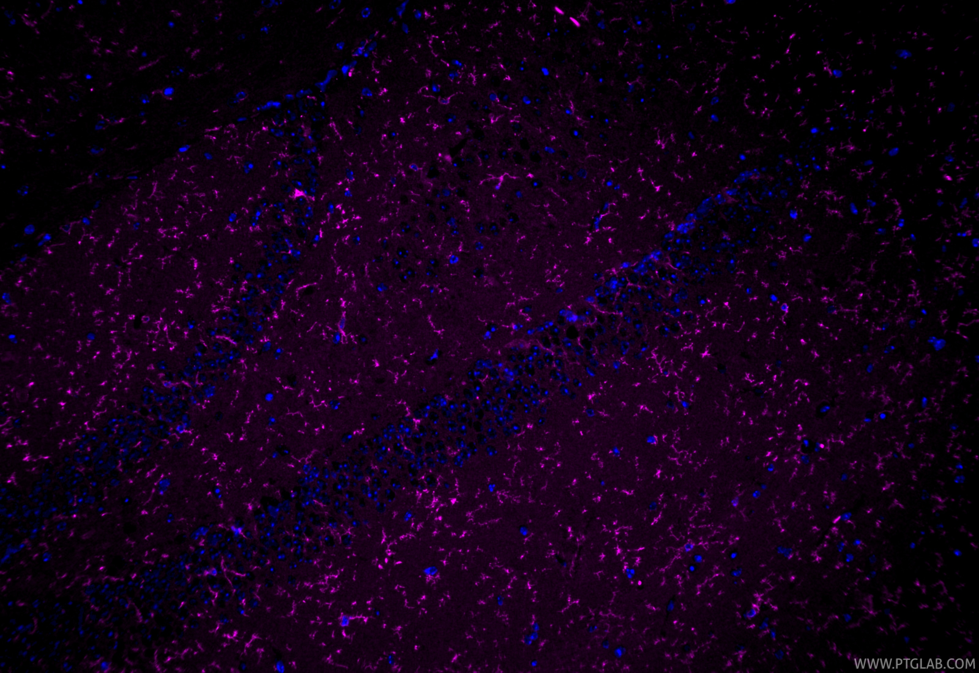 Immunofluorescence (IF) / fluorescent staining of mouse brain tissue using CoraLite® Plus 647-conjugated TMEM119 Recombinant  (CL647-83448-9)
