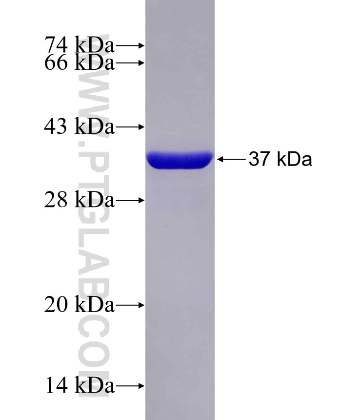 TMEM119 fusion protein Ag26269 SDS-PAGE