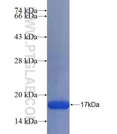 TMEM119 fusion protein Ag26286 SDS-PAGE