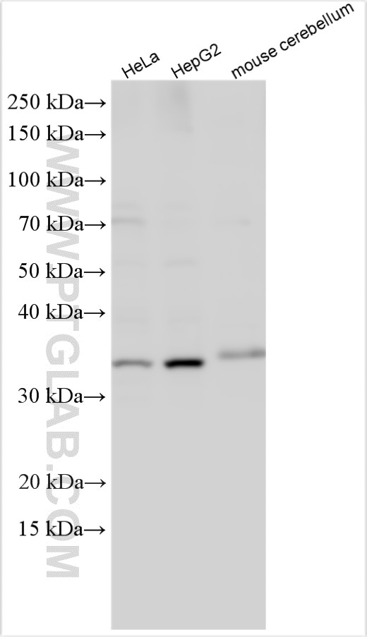 Western Blot (WB) analysis of various lysates using TMEM120A Polyclonal antibody (17455-1-AP)