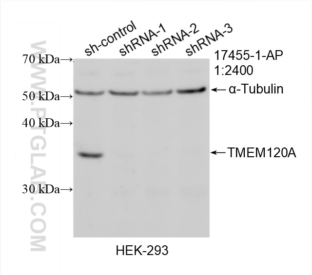 Western Blot (WB) analysis of HEK-293 cells using TMEM120A Polyclonal antibody (17455-1-AP)
