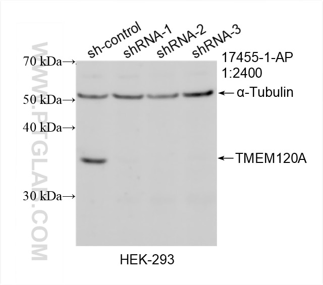 WB analysis of HEK-293 using 17455-1-AP