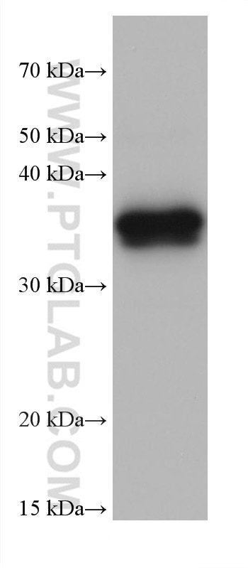 Western Blot (WB) analysis of pig liver tissue using TMEM120A Monoclonal antibody (68229-1-Ig)