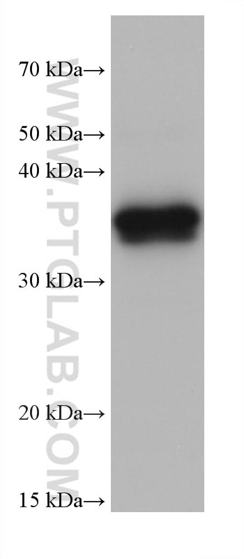 WB analysis of pig liver using 68229-1-Ig