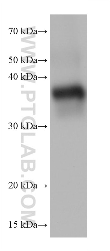 Western Blot (WB) analysis of mouse liver tissue using TMEM120A Monoclonal antibody (68229-1-Ig)