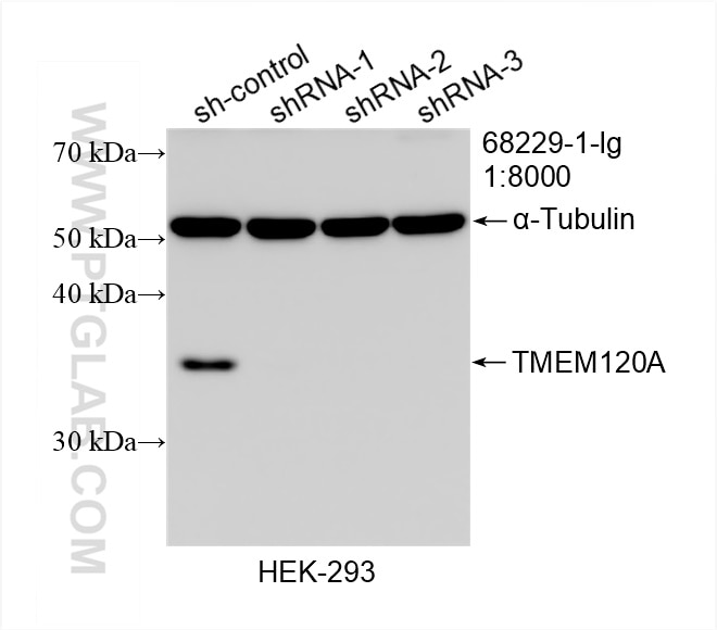 Western Blot (WB) analysis of HEK-293 cells using TMEM120A Monoclonal antibody (68229-1-Ig)